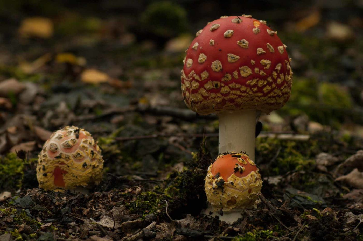 2017-09-25 - NSG Halde Zollverein