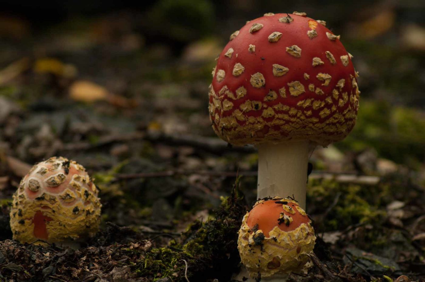 2017-09-25 - NSG Halde Zollverein