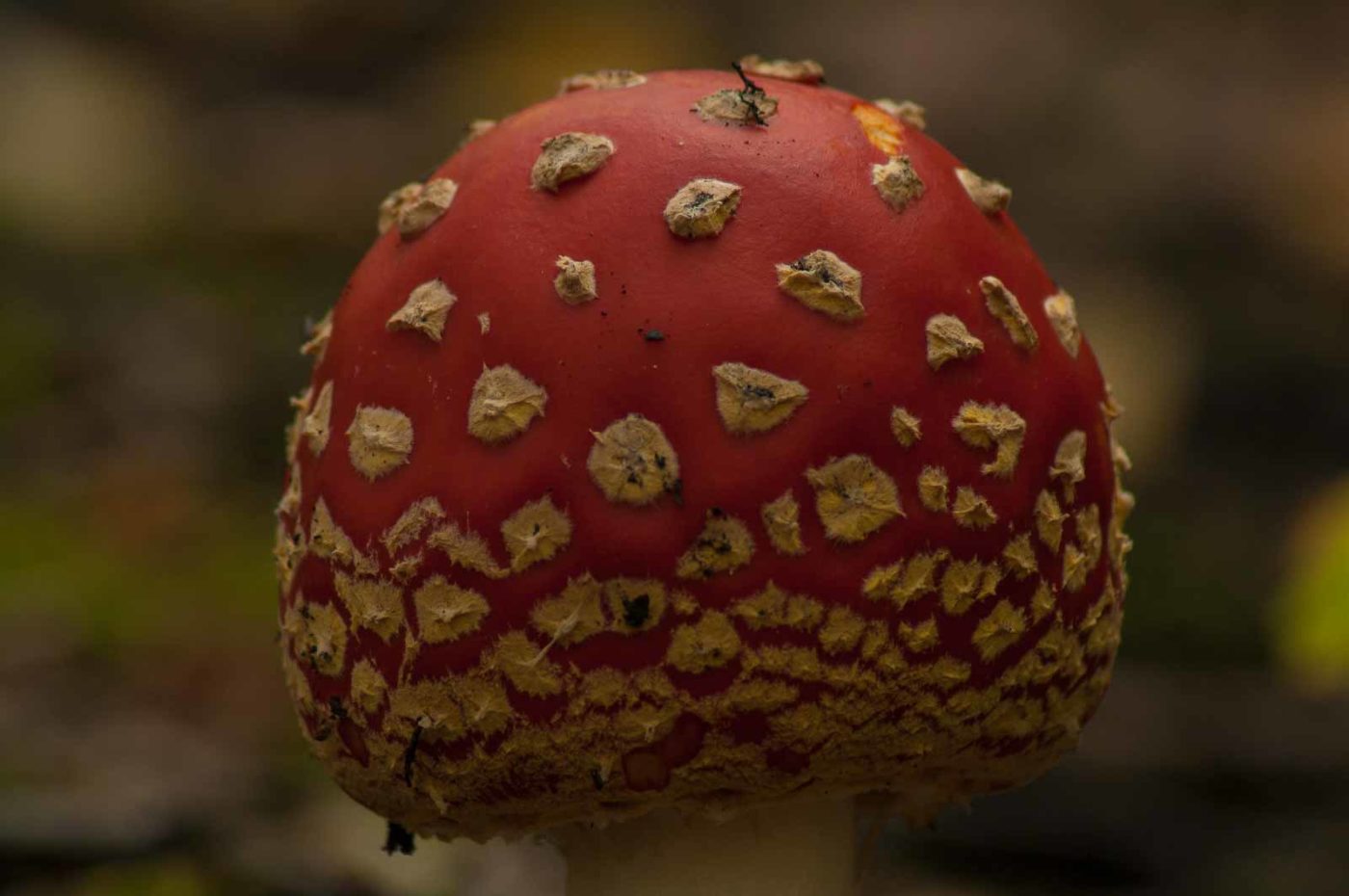 2017-09-25 - NSG Halde Zollverein