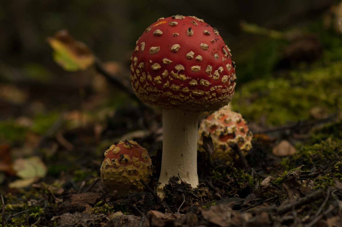 2017-09-25 - NSG Halde Zollverein
