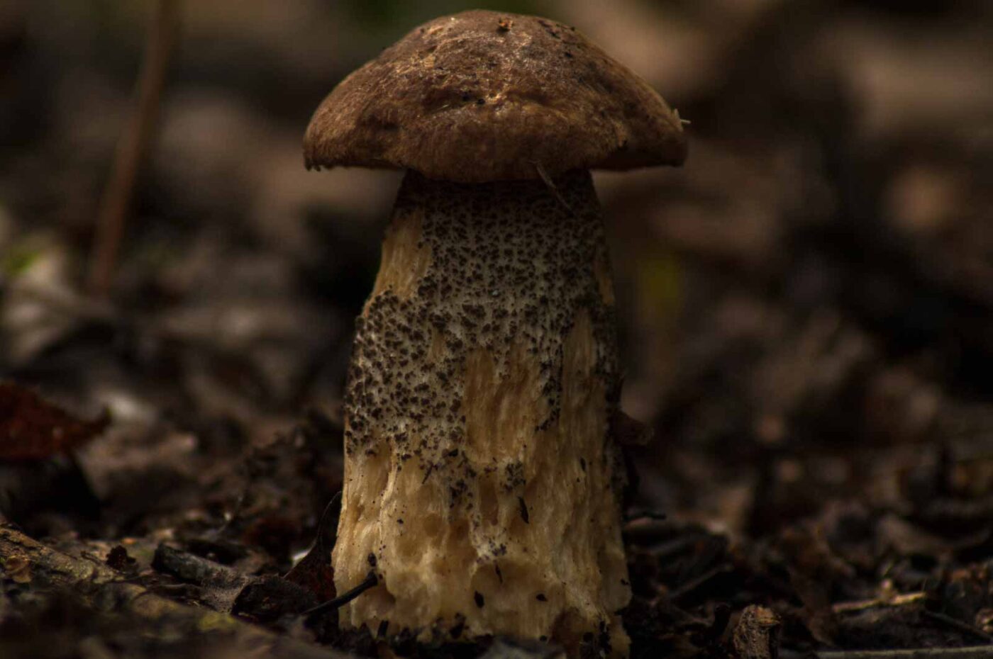 2017-09-25 - NSG Halde Zollverein