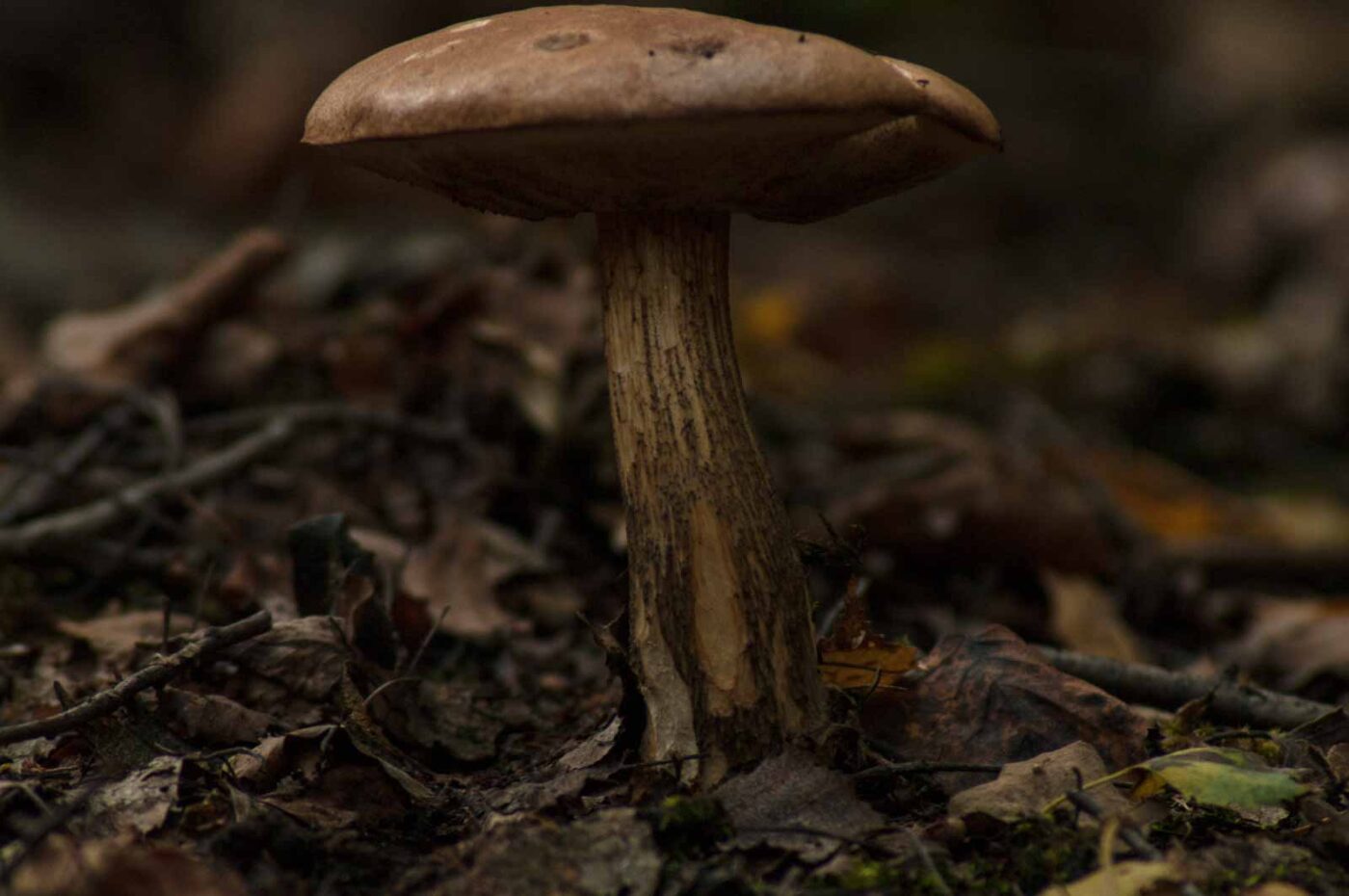 2017-09-25 - NSG Halde Zollverein