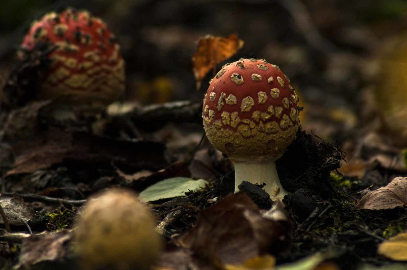 2017-09-25 - NSG Halde Zollverein
