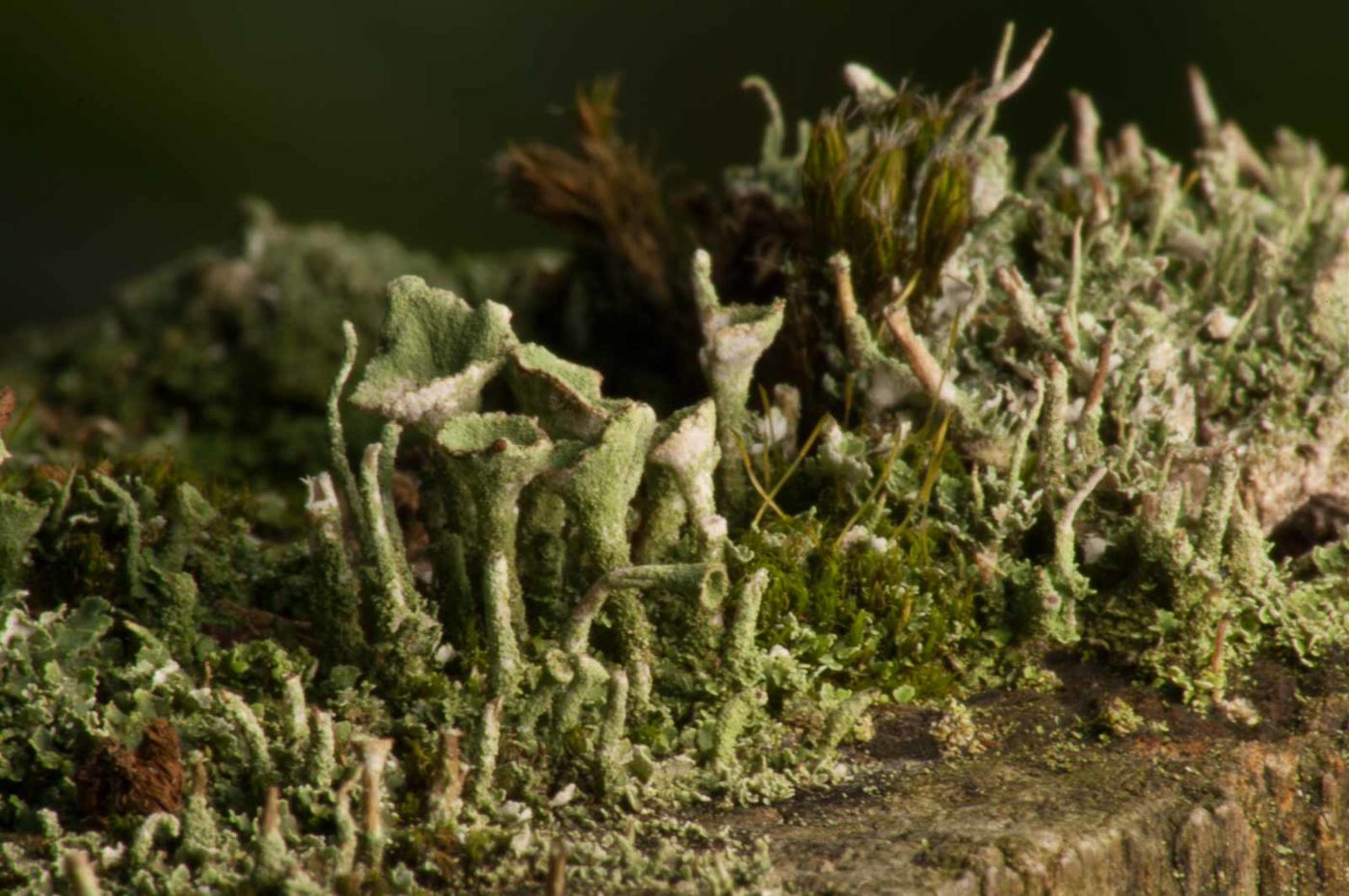 2017-09-25 - NSG Halde Zollverein