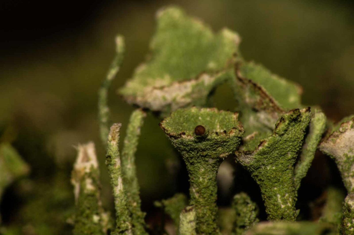 2017-09-25 - NSG Halde Zollverein