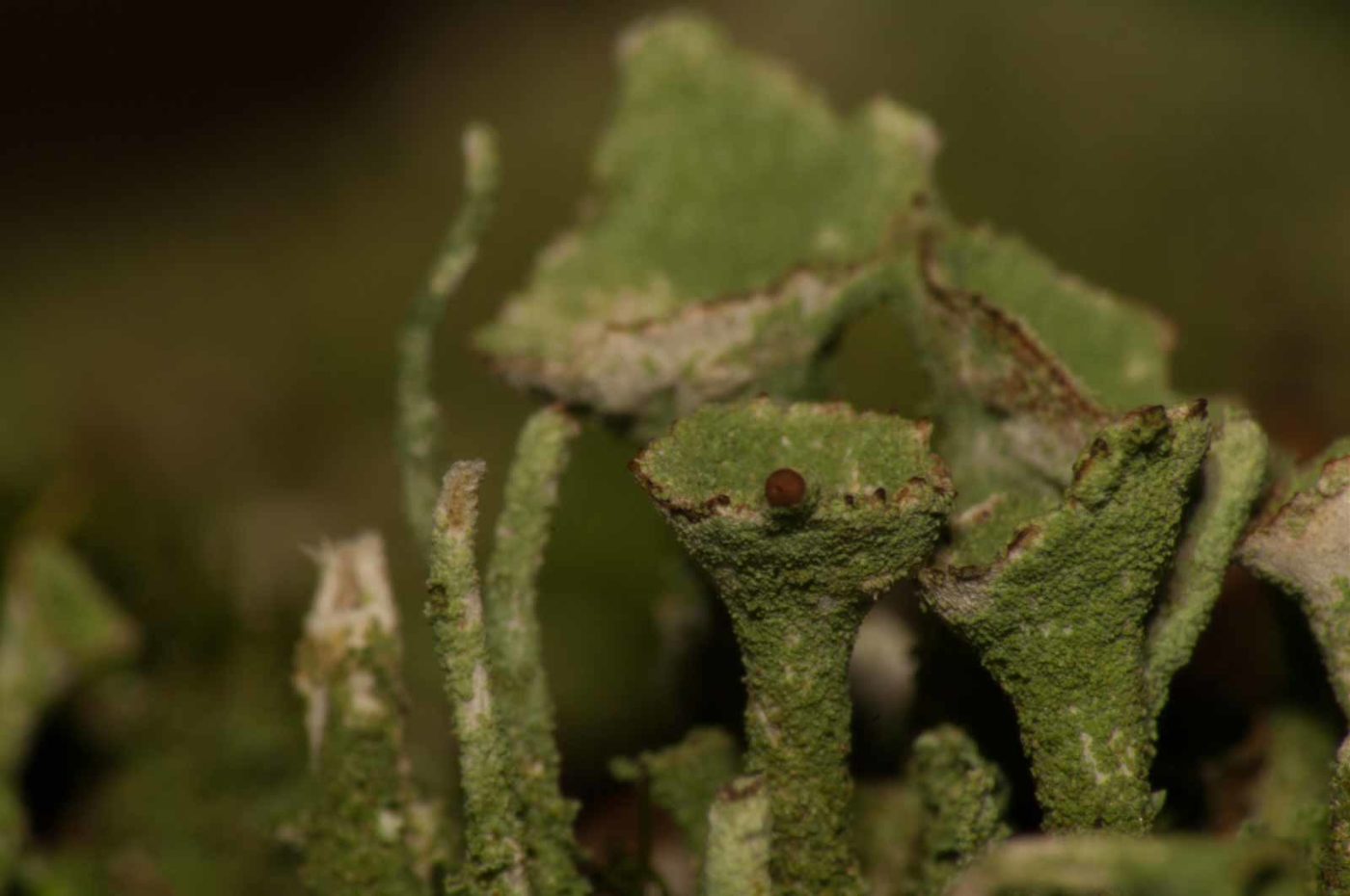 2017-09-25 - NSG Halde Zollverein