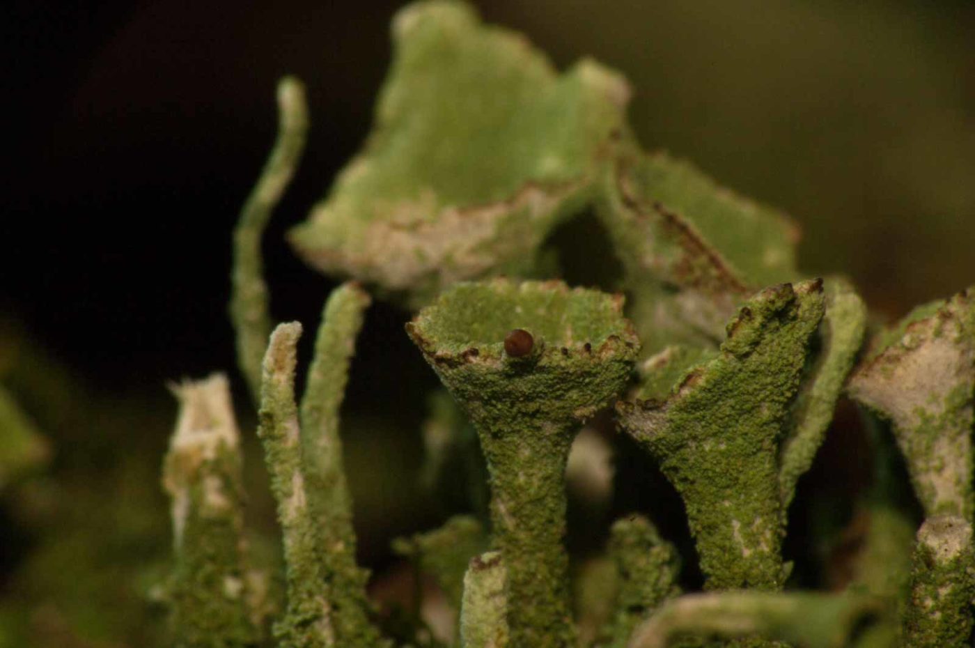 2017-09-25 - NSG Halde Zollverein
