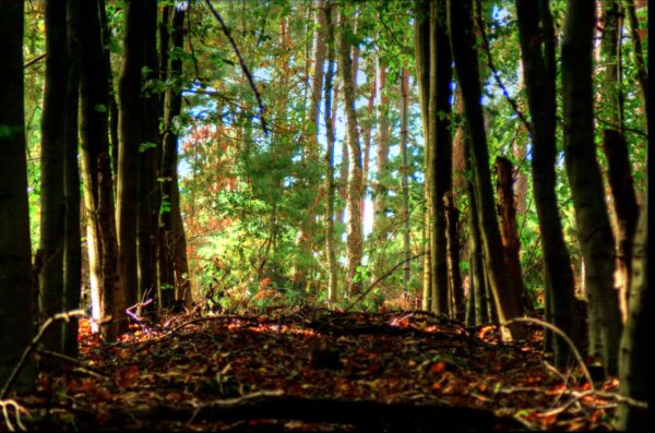 2017-10-01 - Feuerwachturm Farnberg Oer-Erkenschwick