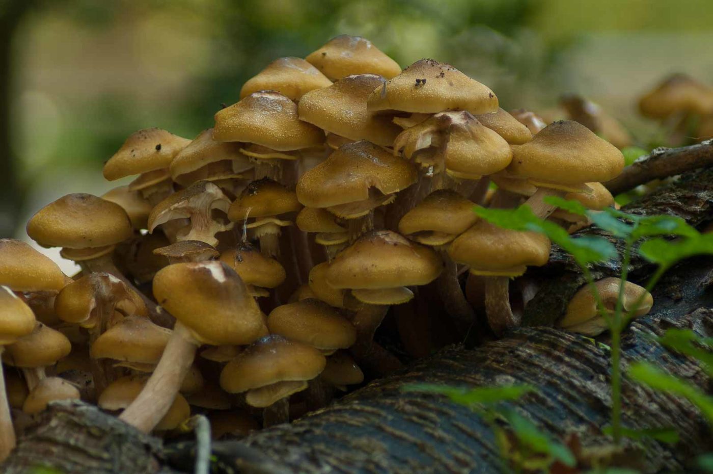 2017-10-15 - NSG Elbschebach Witten