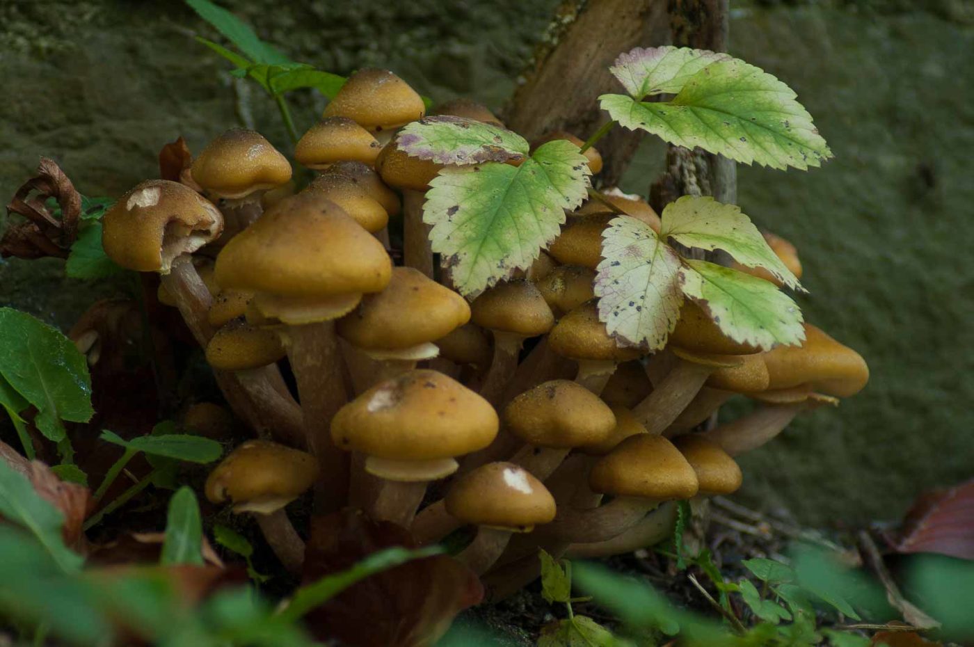 2017-10-15 - NSG Elbschebach Witten