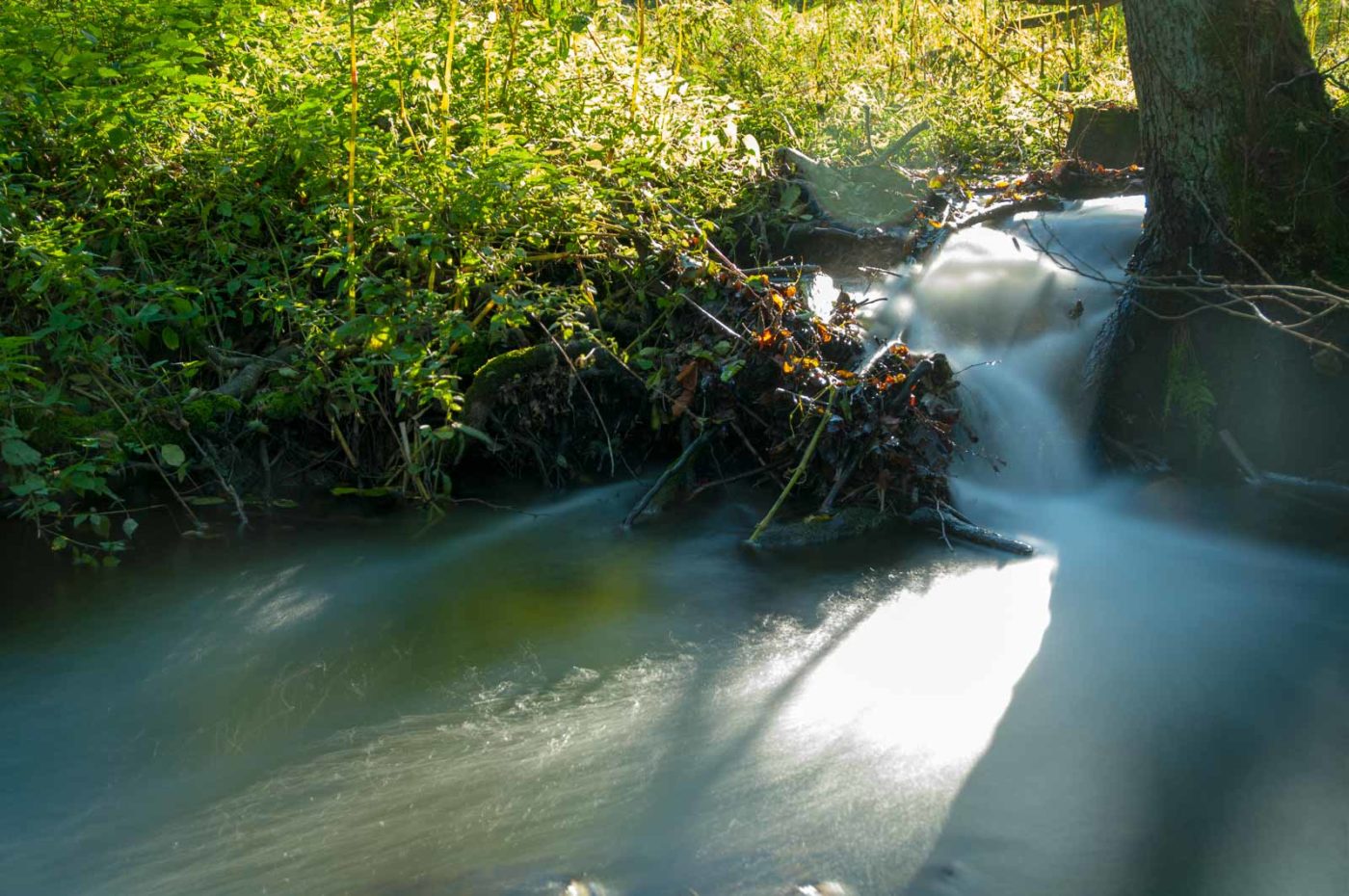 2017-10-15 - NSG Elbschebach Witten