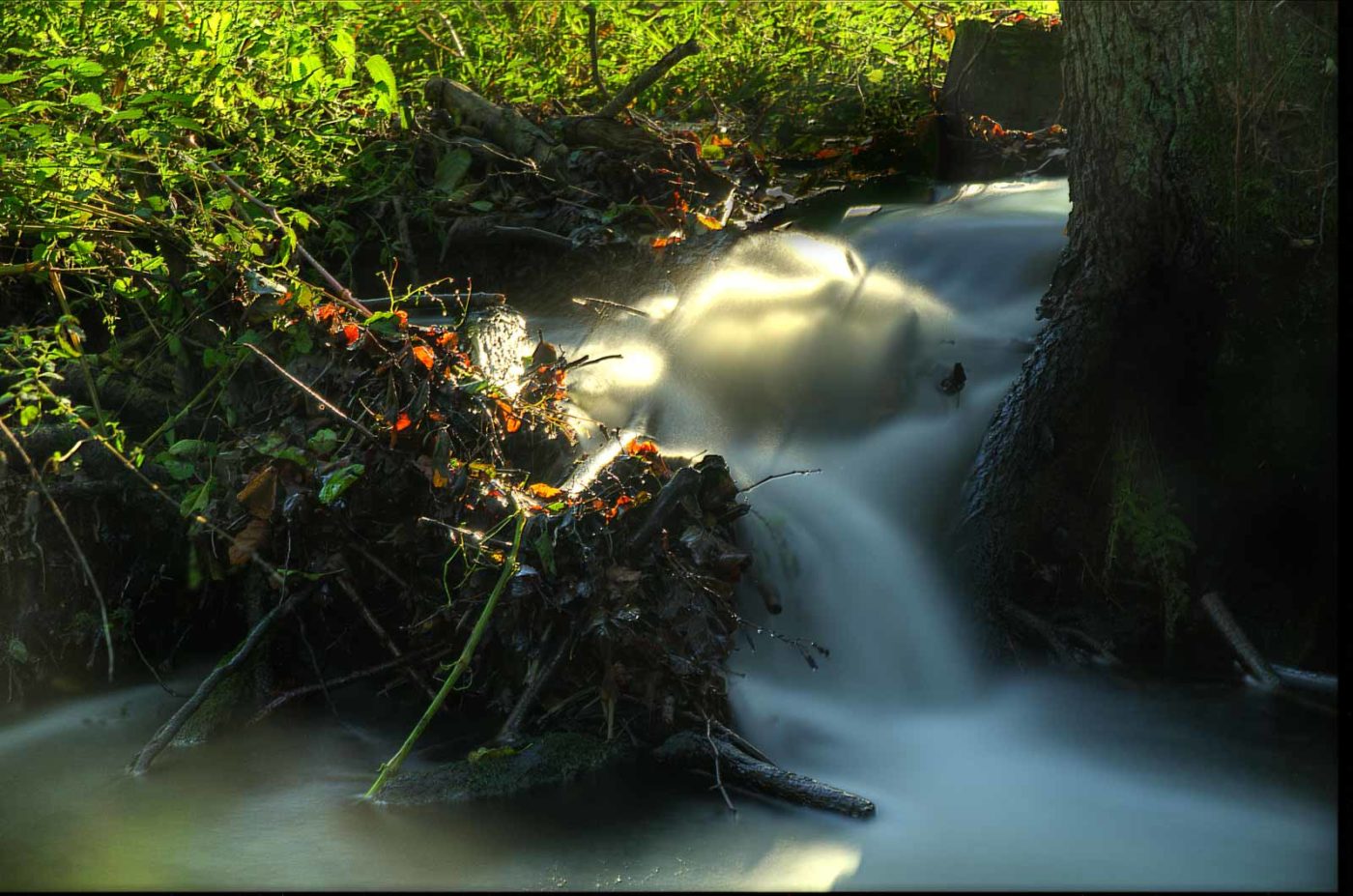 2017-10-15 - NSG Elbschebach Witten
