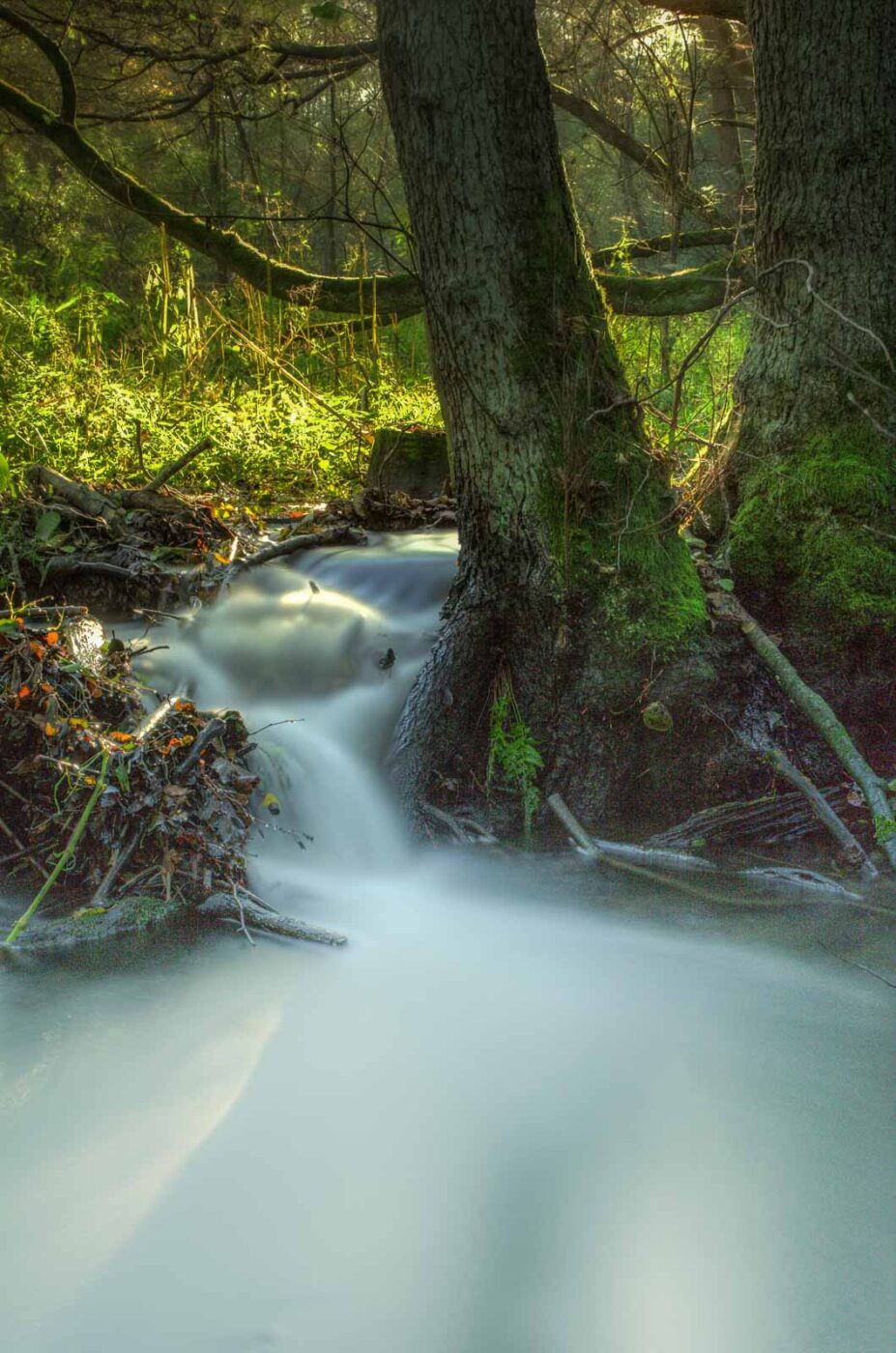 2017-10-15 - NSG Elbschebach Witten