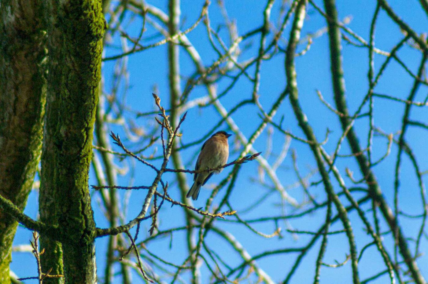 2017-03-15 - NSG Kuhlenvenn Coesfeld