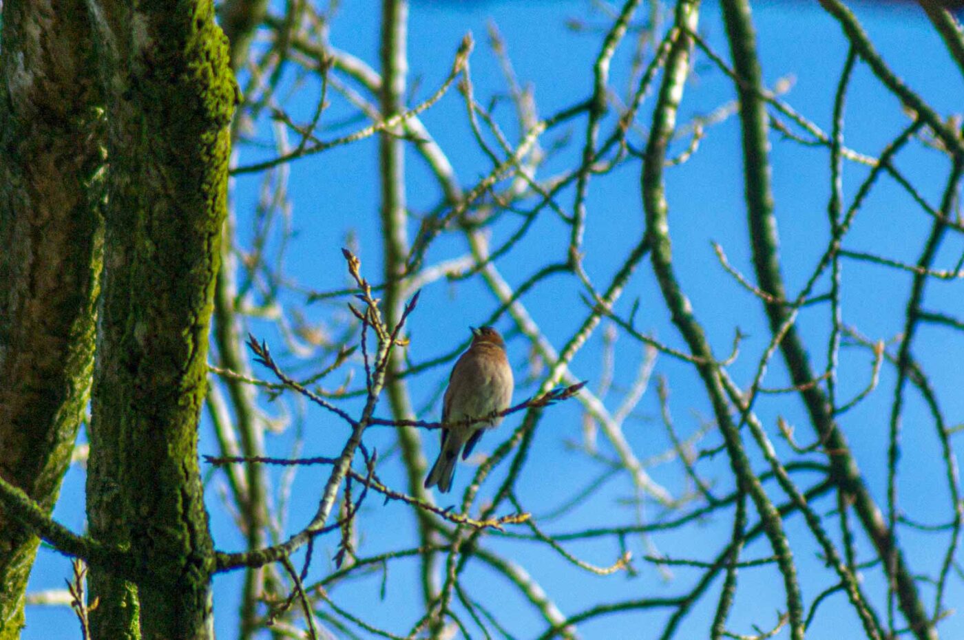 2017-03-15 - NSG Kuhlenvenn Coesfeld
