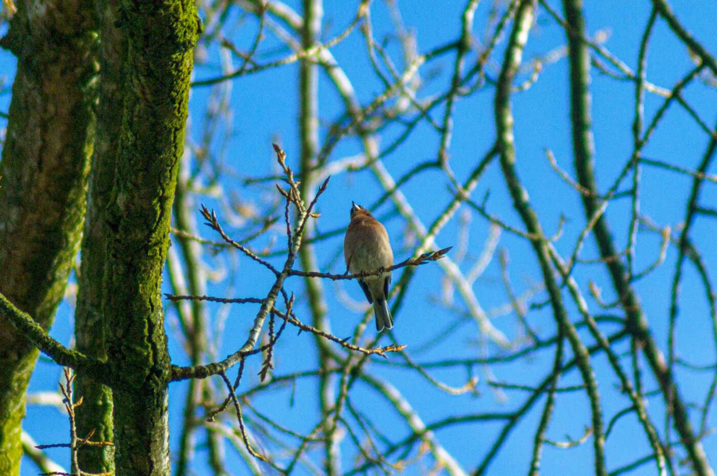 2017-03-15 - NSG Kuhlenvenn Coesfeld