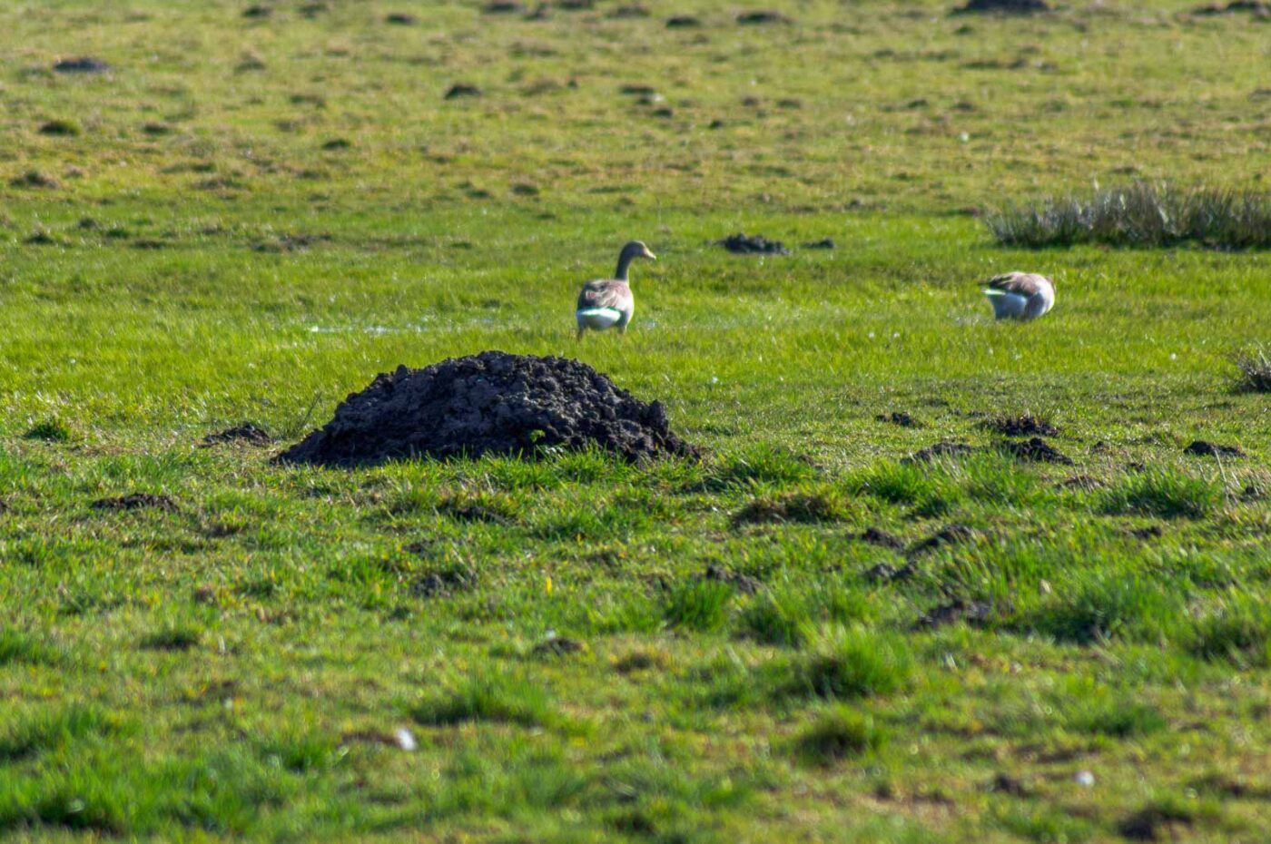 2017-03-15 - NSG Kuhlenvenn Coesfeld