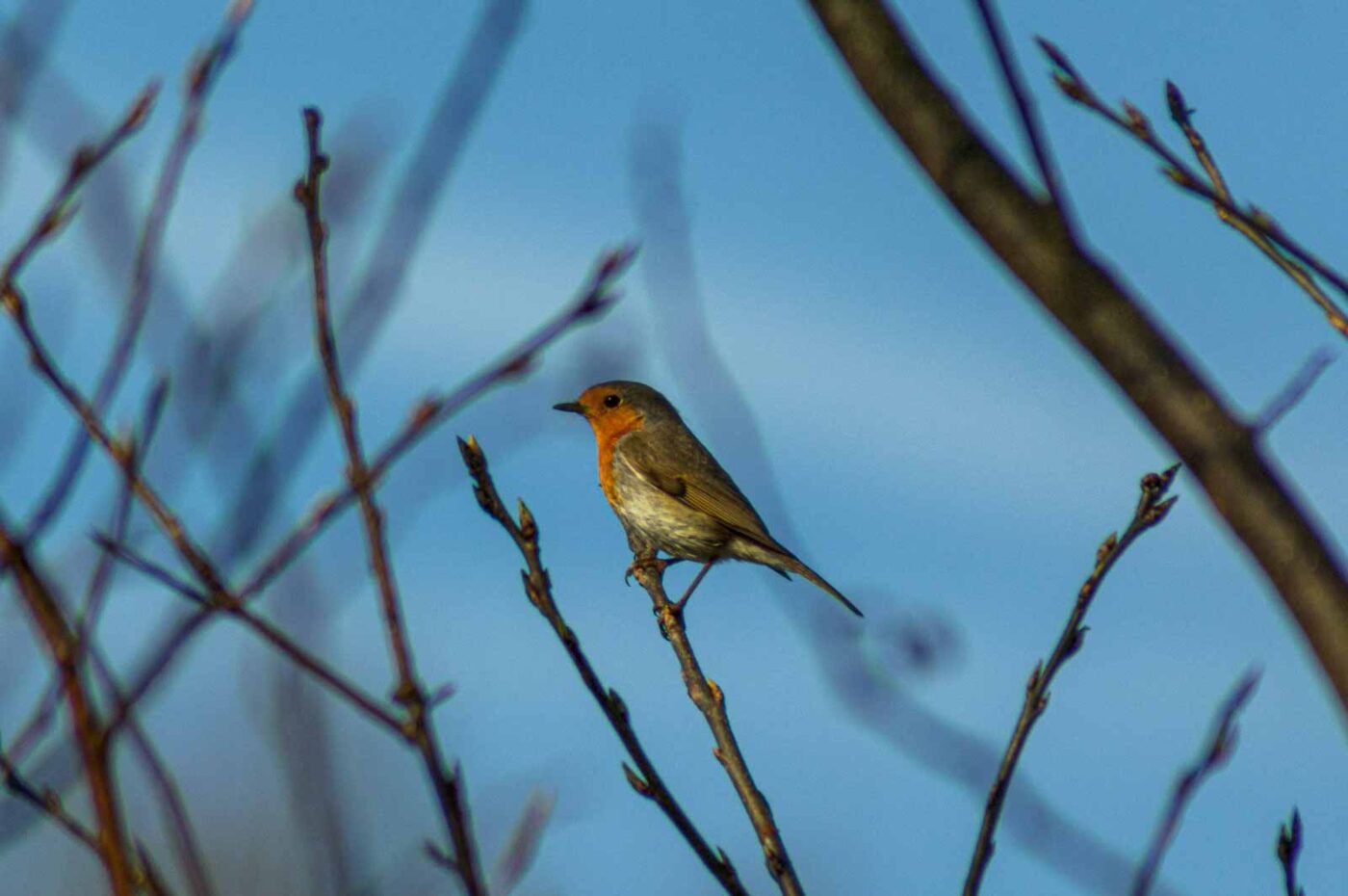 2017-03-15 - NSG Kuhlenvenn Coesfeld