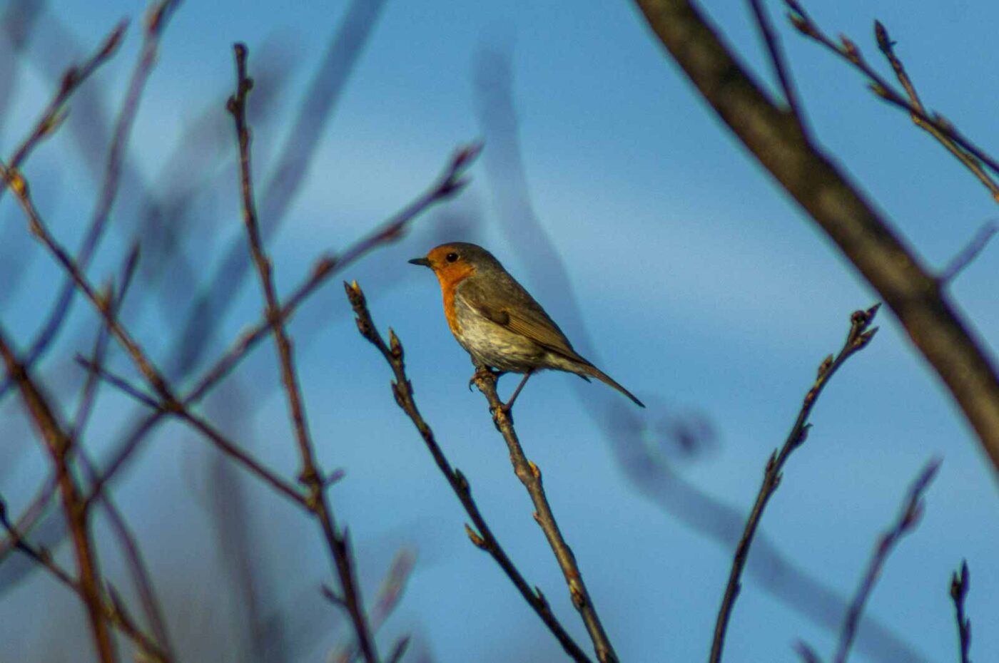2017-03-15 - NSG Kuhlenvenn Coesfeld