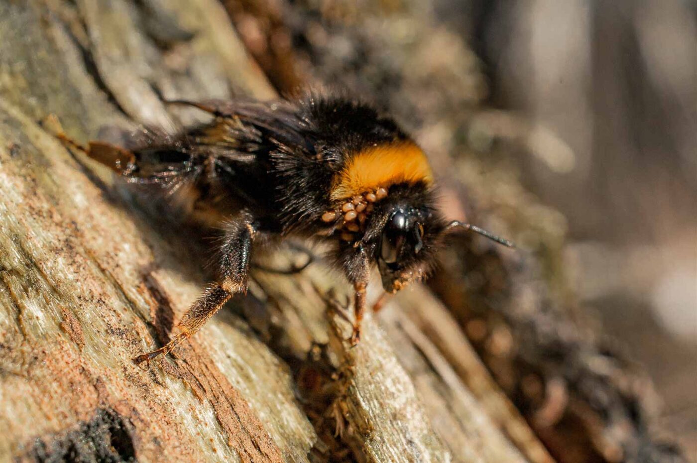 2017-03-15 - NSG Kuhlenvenn Coesfeld