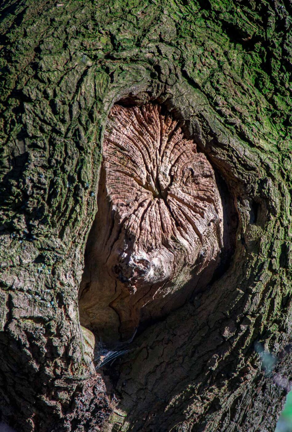 2017-03-15 - NSG Kuhlenvenn Coesfeld