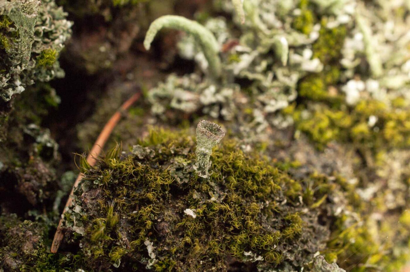 2017-05-11 - NSG Brinksknapp Recklinghausen