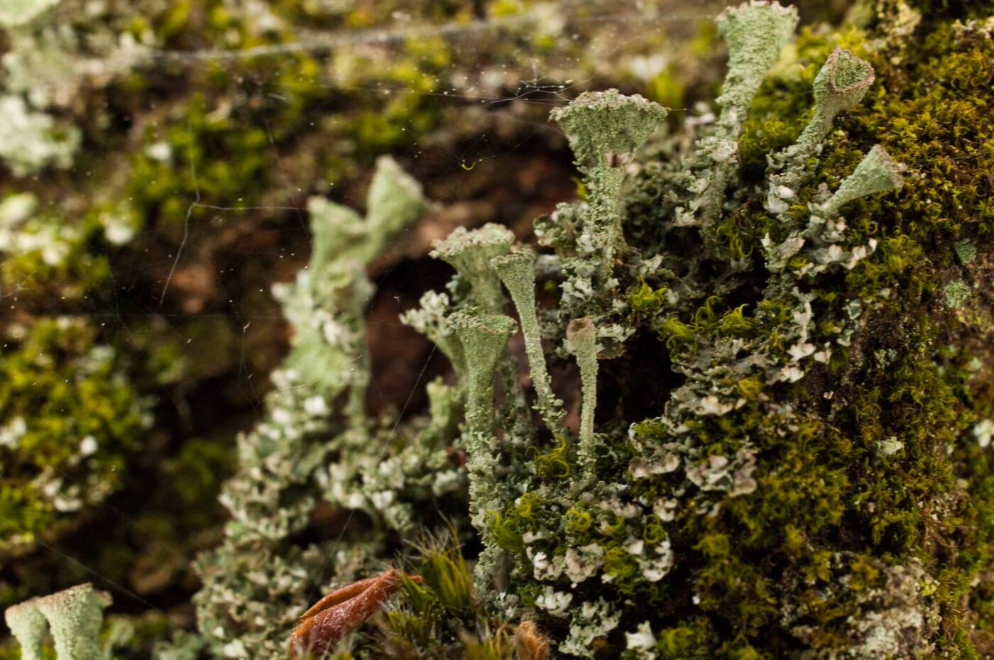 2017-05-11 - NSG Brinksknapp Recklinghausen