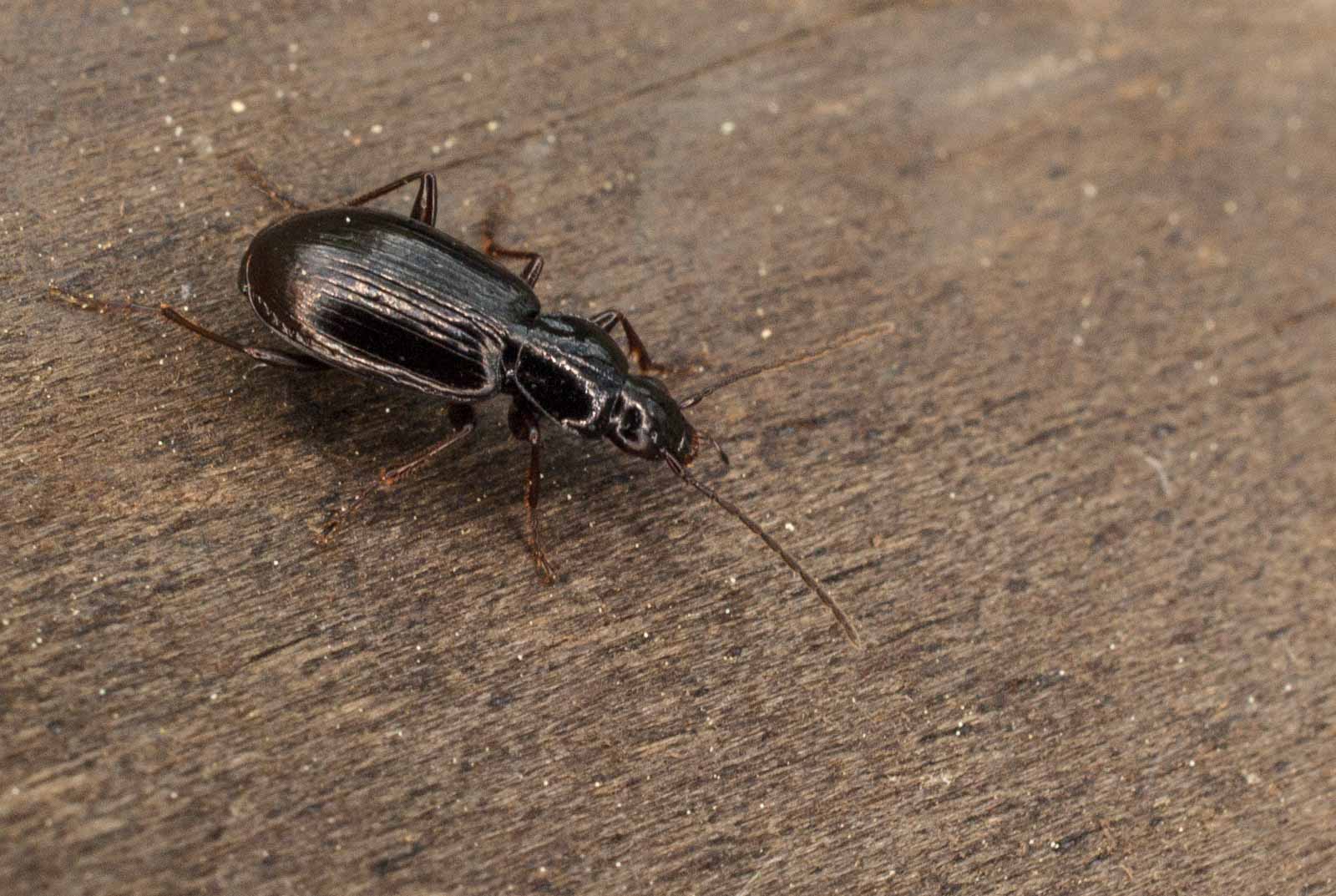 °schwarzer enghalsläufer°