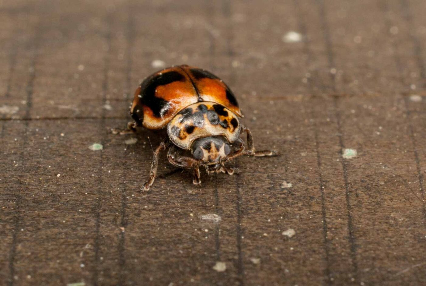 2017-05-11 - NSG Brinksknapp Recklinghausen