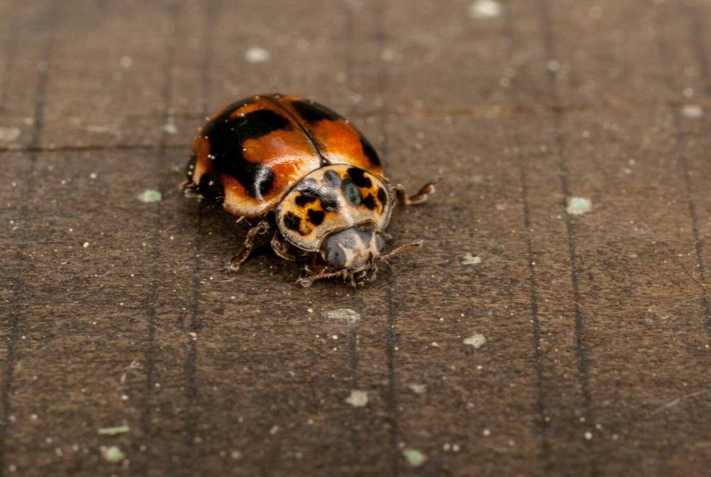 2017-05-11 - NSG Brinksknapp Recklinghausen