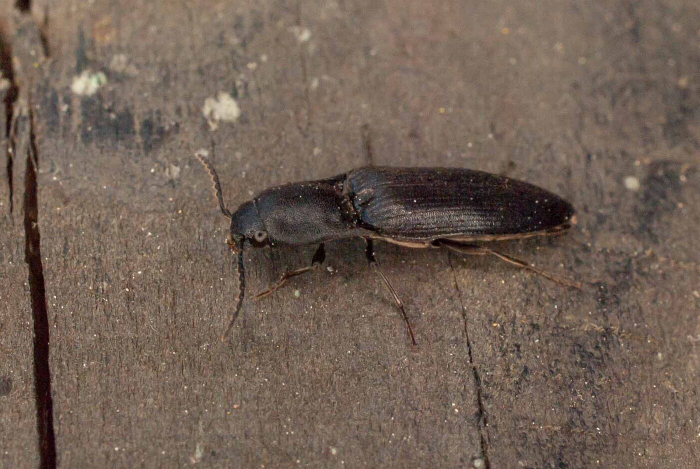 2017-05-11 - NSG Brinksknapp Recklinghausen