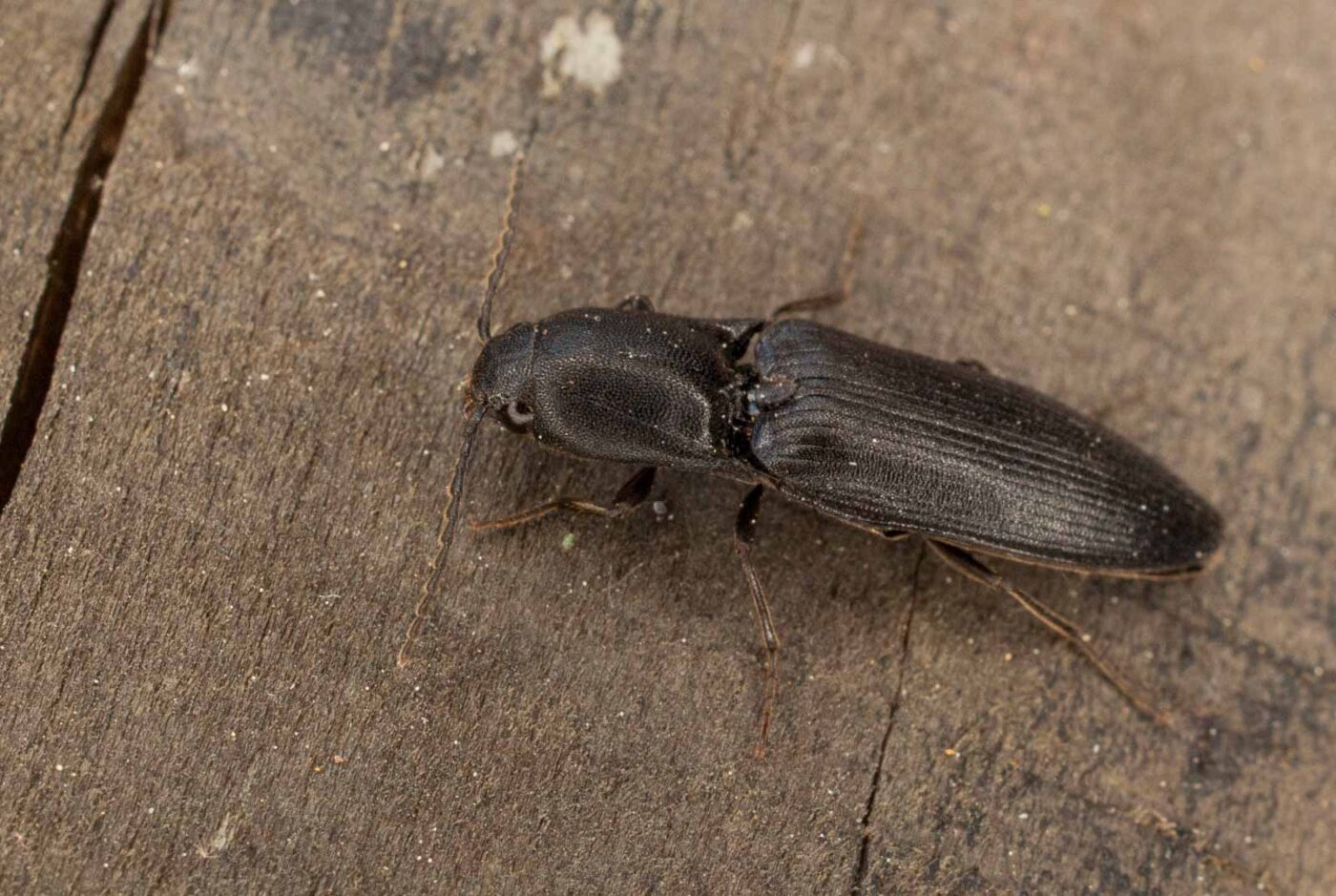 2017-05-11 - NSG Brinksknapp Recklinghausen