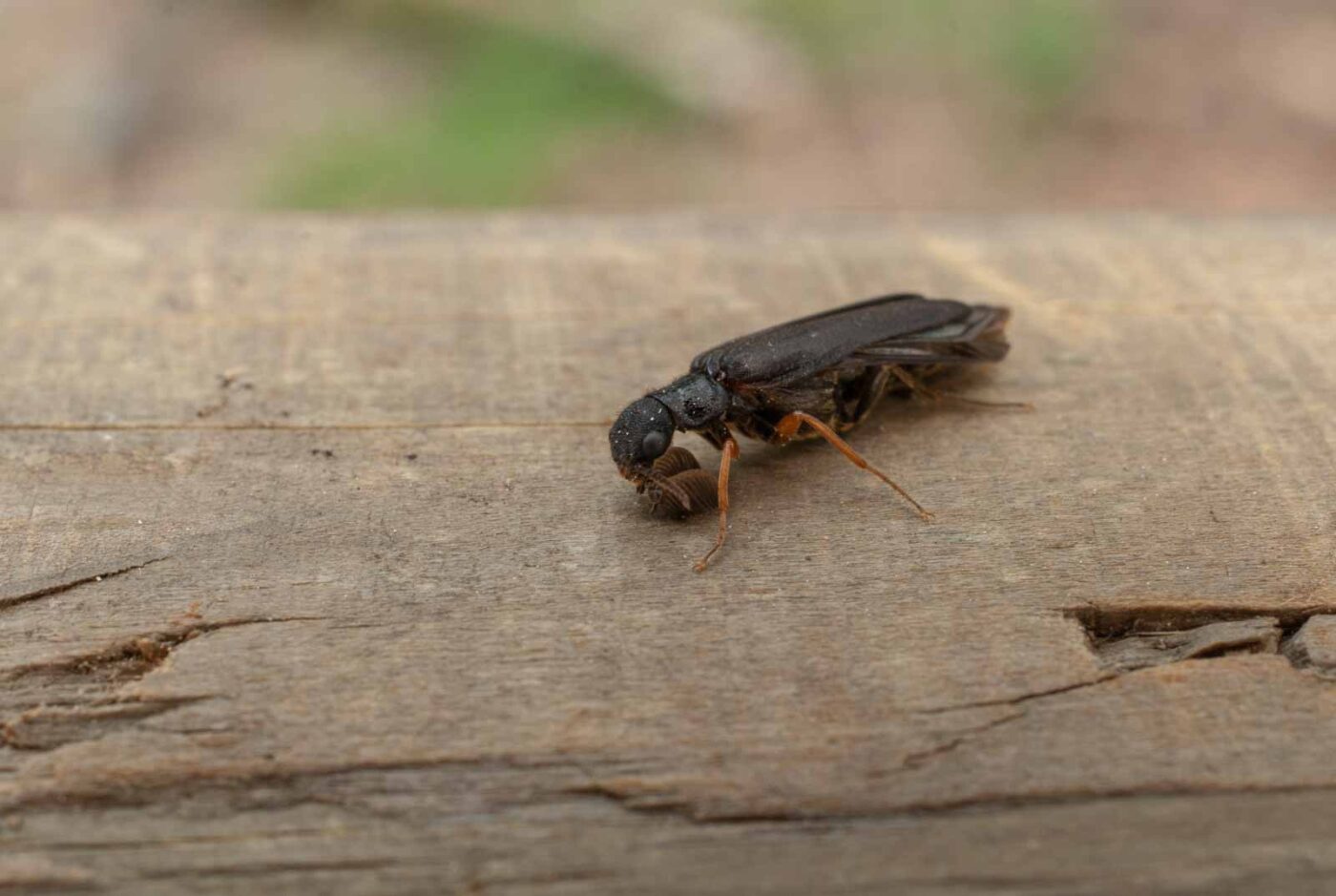 2017-05-11 - NSG Brinksknapp Recklinghausen