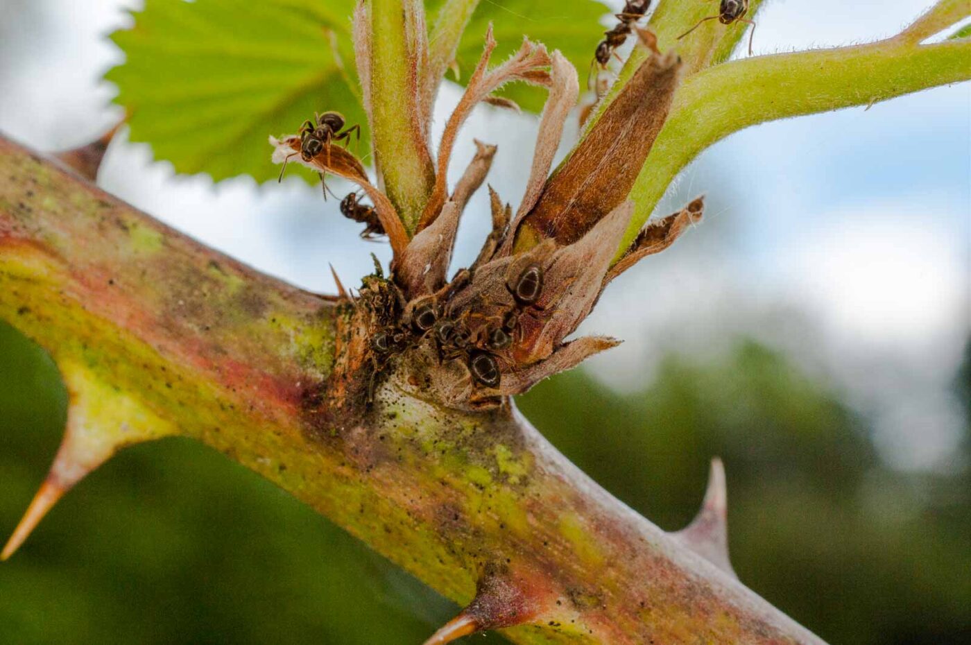 2017-05-11 - NSG Brinksknapp Recklinghausen