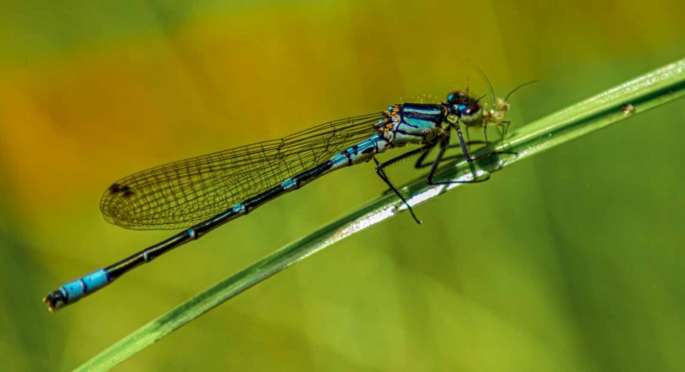 2017-05-11 - NSG Brinksknapp Recklinghausen