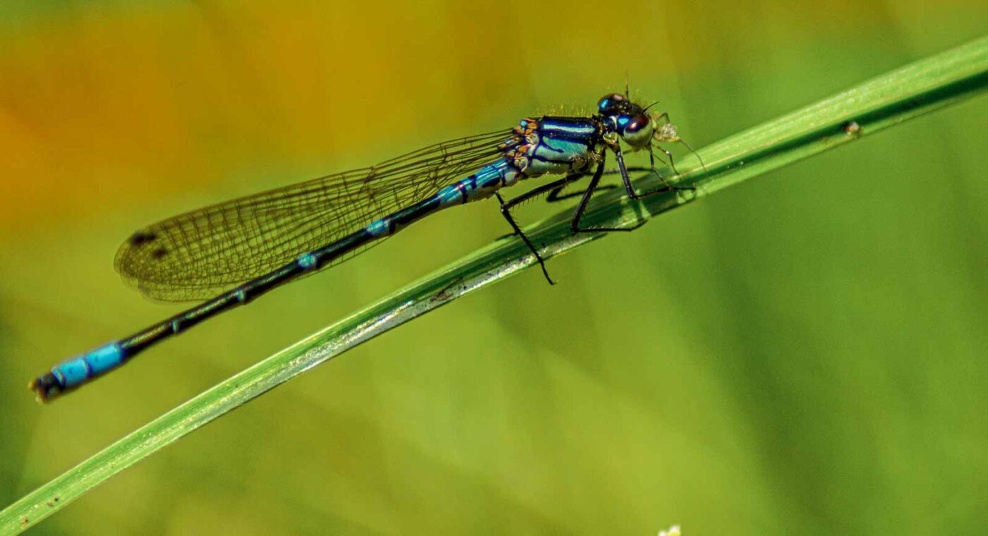 2017-05-11 - NSG Brinksknapp Recklinghausen