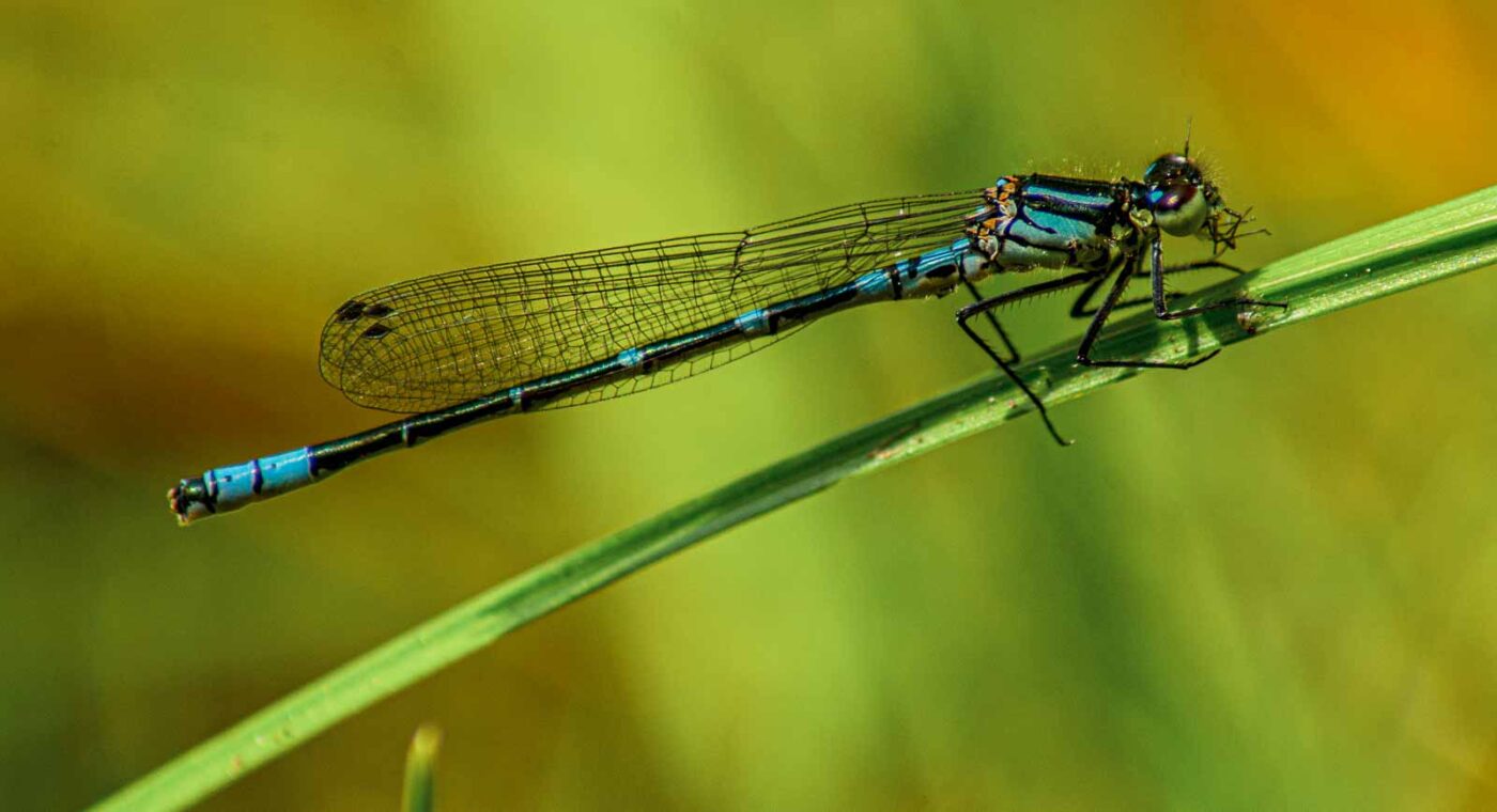 2017-05-11 - NSG Brinksknapp Recklinghausen