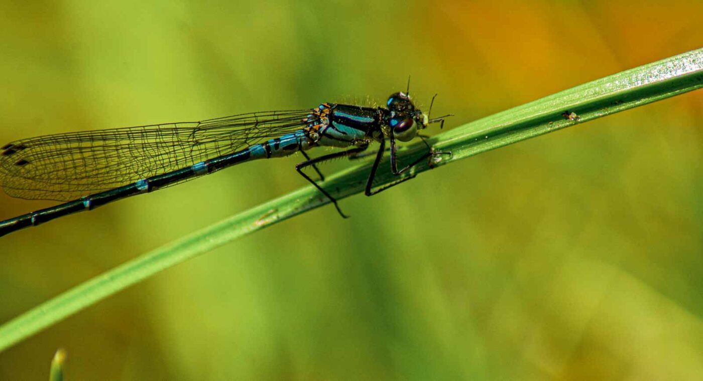 2017-05-11 - NSG Brinksknapp Recklinghausen