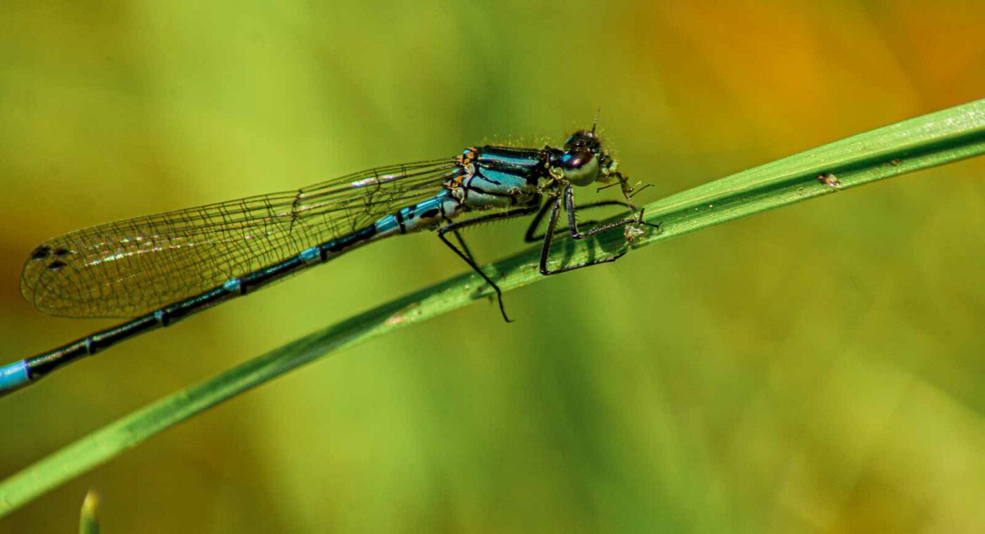 2017-05-11 - NSG Brinksknapp Recklinghausen