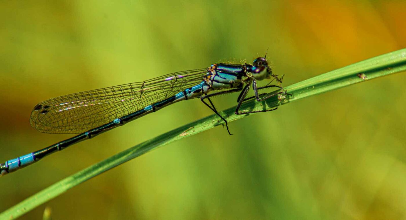 2017-05-11 - NSG Brinksknapp Recklinghausen