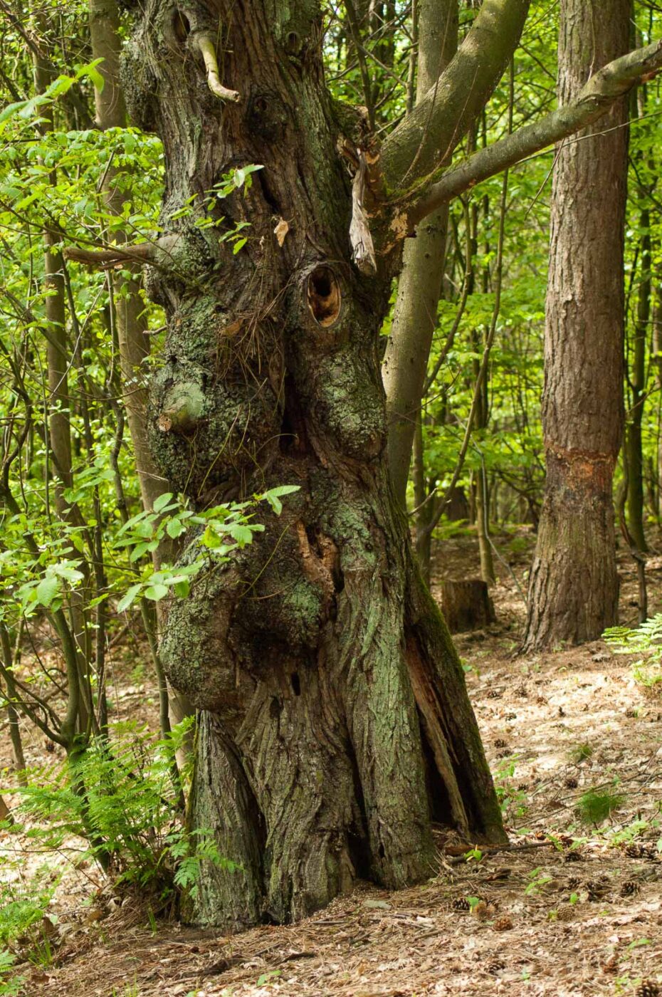 2017-05-11 - NSG Brinksknapp Recklinghausen