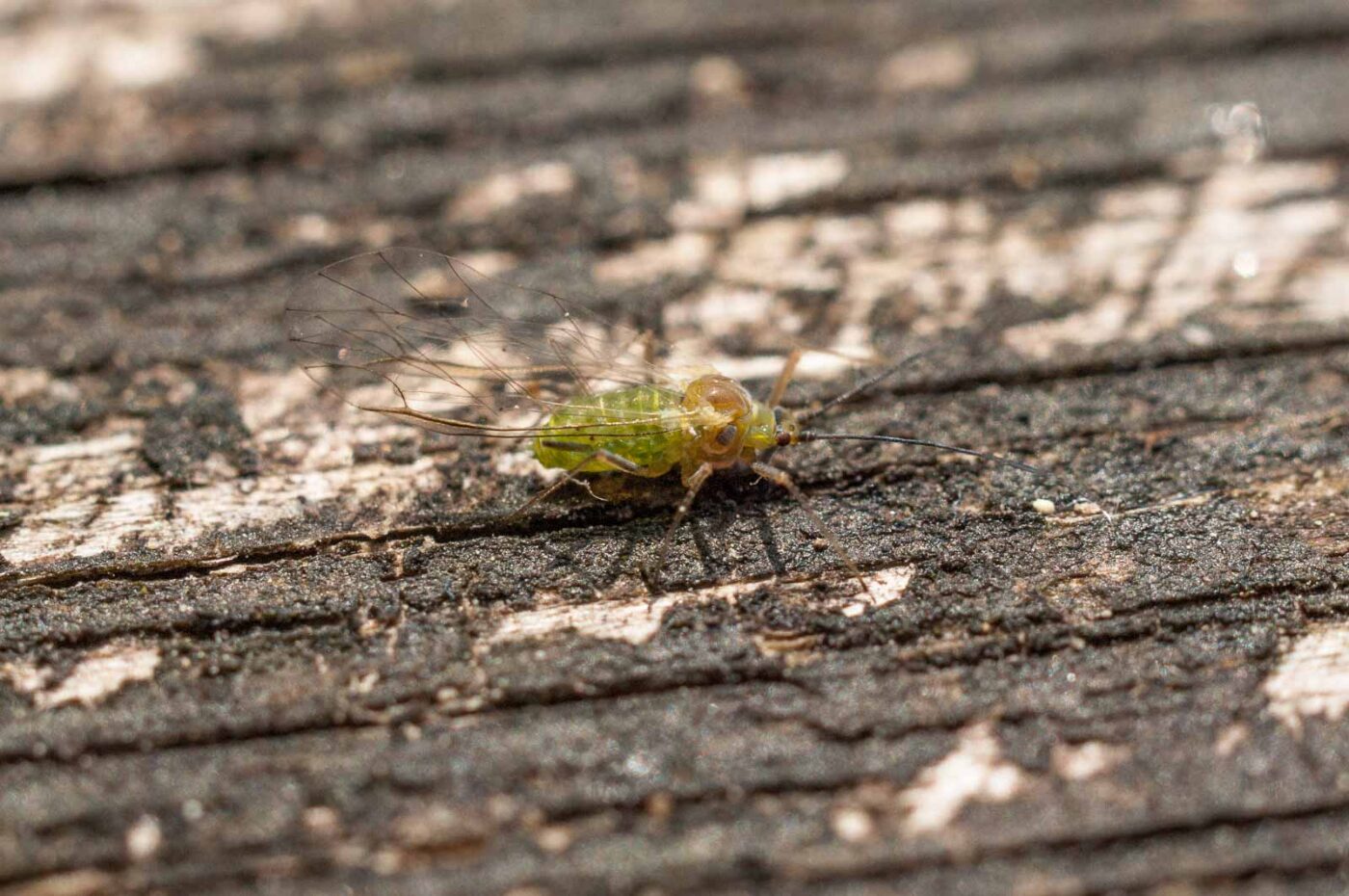 2017-05-11 - NSG Brinksknapp Recklinghausen