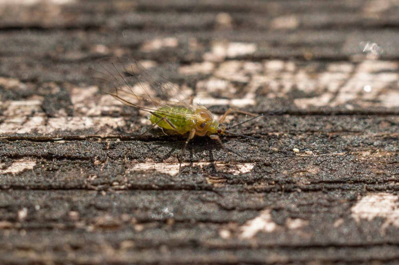 2017-05-11 - NSG Brinksknapp Recklinghausen