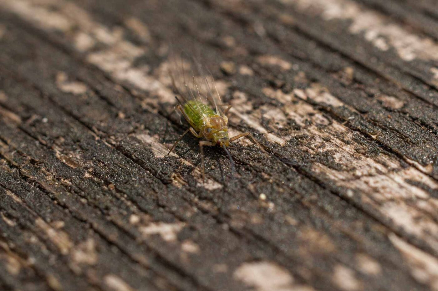 2017-05-11 - NSG Brinksknapp Recklinghausen