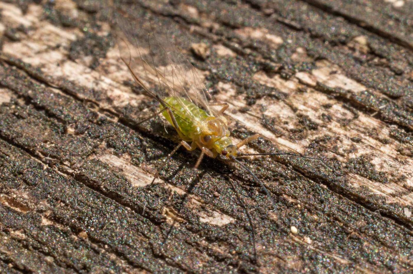 2017-05-11 - NSG Brinksknapp Recklinghausen