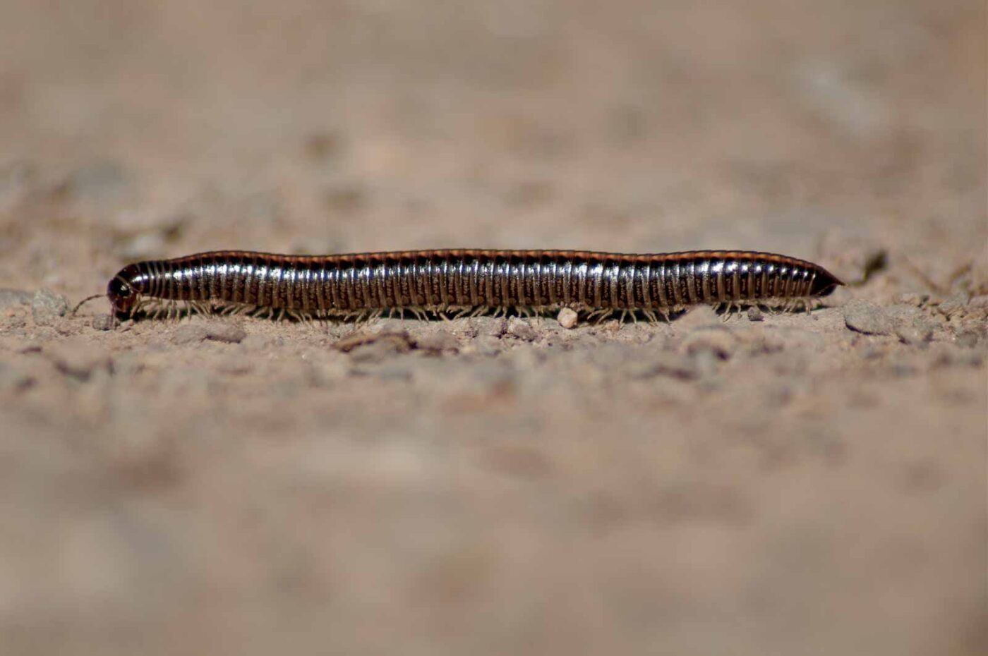 2017-05-11 - NSG Brinksknapp Recklinghausen