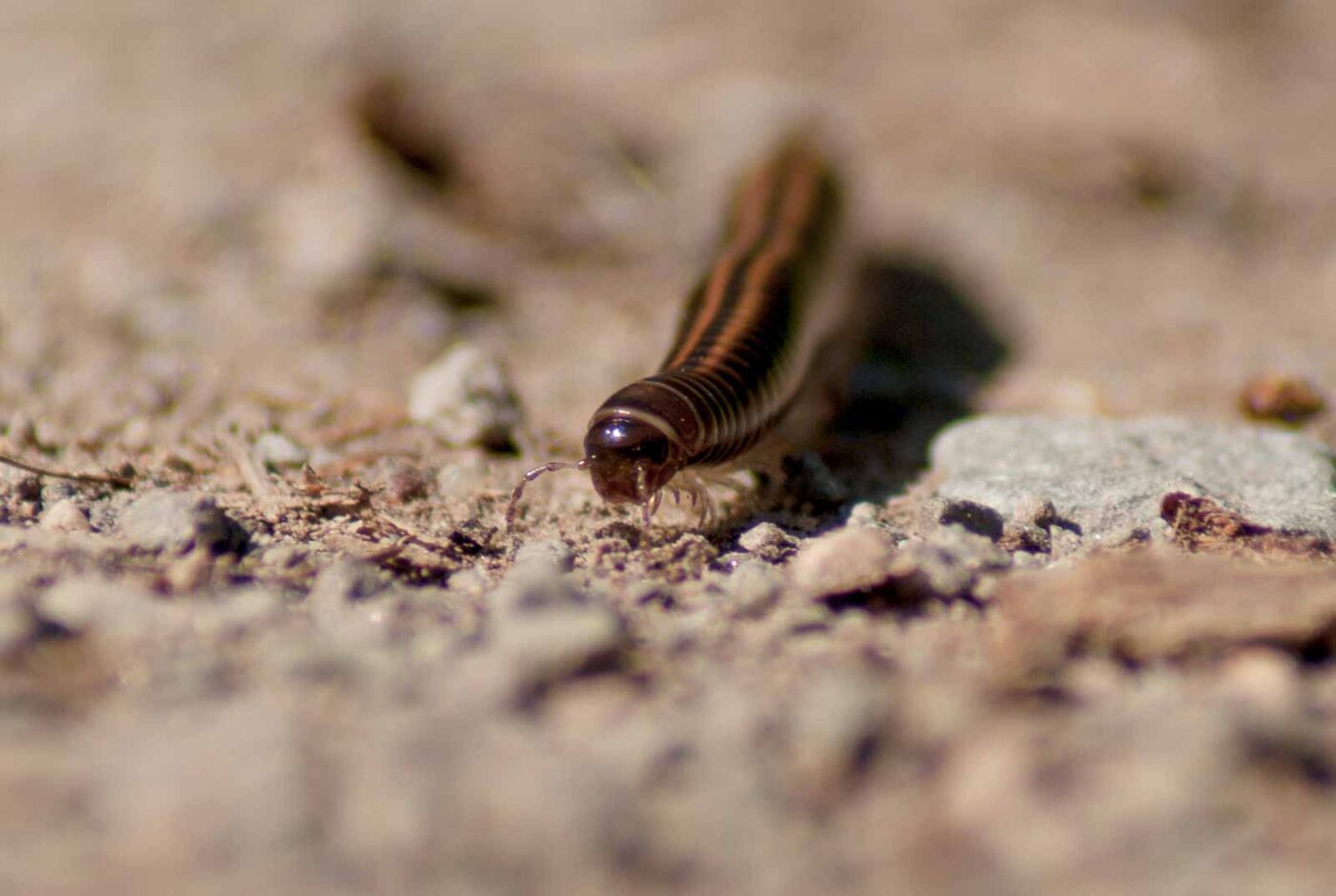 2017-05-11 - NSG Brinksknapp Recklinghausen