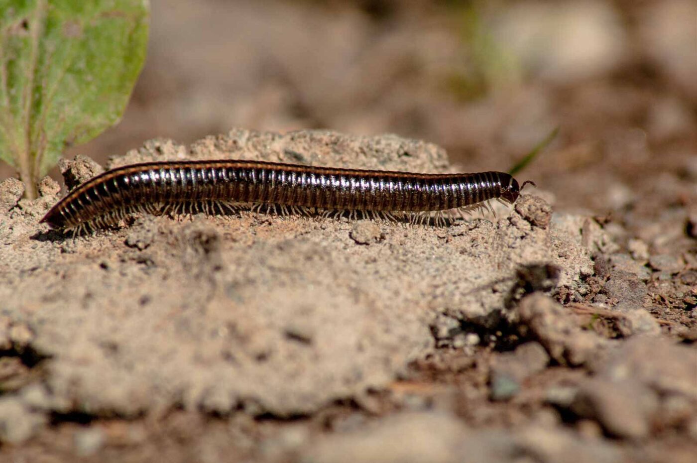 2017-05-11 - NSG Brinksknapp Recklinghausen