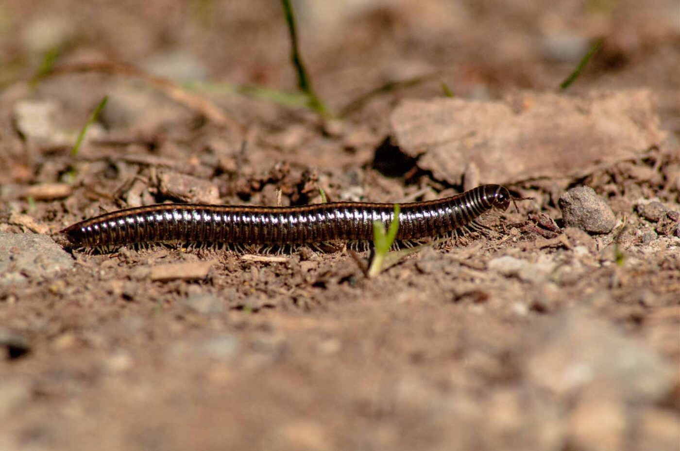 2017-05-11 - NSG Brinksknapp Recklinghausen