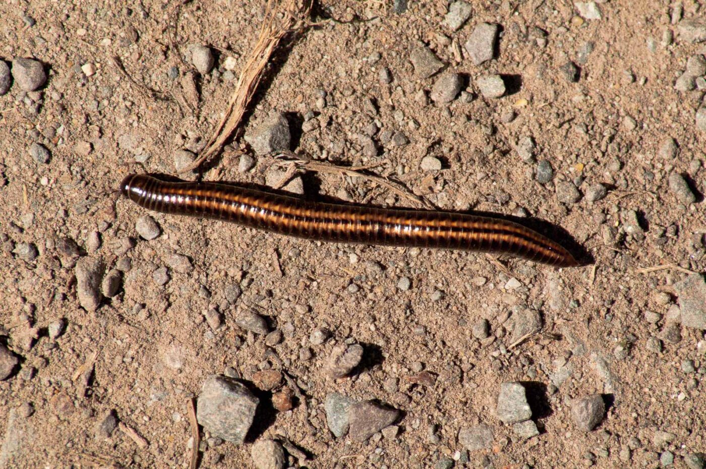 2017-05-11 - NSG Brinksknapp Recklinghausen